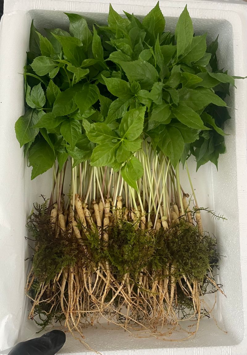 알 수 없음님의 장터 판매 상품 [가족 건강 지인 건강은 새싹삼으로🌱] 첨부 사진