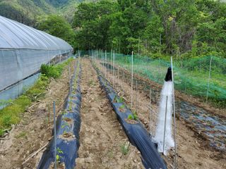 오형섭 님의 자유주제 · 자유게시판 작성글 사진