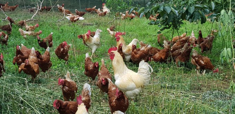 장터 상품 [환경번호1번계란 키토산방사유정란60구] 썸네일