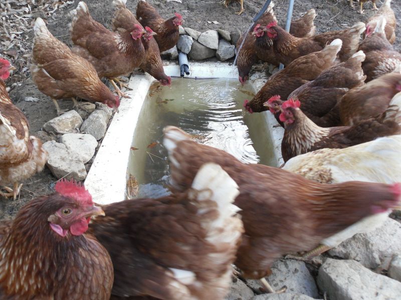계초님의 장터 판매 상품 [환경번호1번계란 키토산방사유정란60구] 첨부 사진