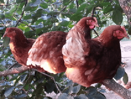 계초님의 장터 판매 상품 [환경번호1번계란 키토산방사유정란60구] 첨부 사진