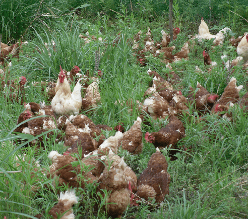 계초님의 장터 판매 상품 [환경번호1번계란 키토산방사유정란60구] 첨부 사진