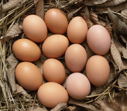 계초님의 장터 판매 상품 [환경번호1번계란 키토산방사유정란60구] 첨부 사진