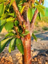 팜모닝 기타작물·병해충상담 게시글 이미지