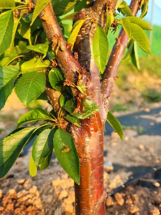 하는 일마다 대박!님의 기타작물 · 병해충상담 작성글 사진