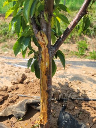 하는 일마다 대박!님의 기타작물 · 병해충상담 작성글 사진