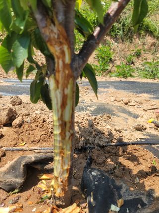 하는 일마다 대박!님의 기타작물 · 병해충상담 작성글 사진