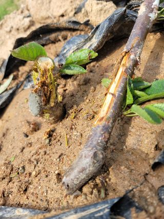 하는 일마다 대박!님의 기타작물 · 병해충상담 작성글 사진
