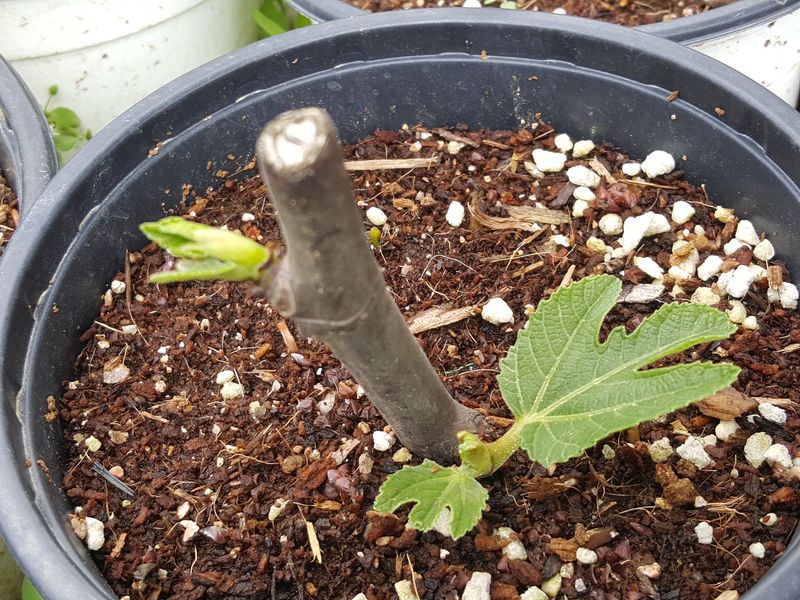 심수보님의 장터 판매 상품 [빨간무화과 묘목 (승정도후인)] 첨부 사진