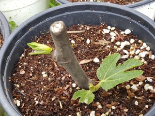 심수보님의 작성글 사진