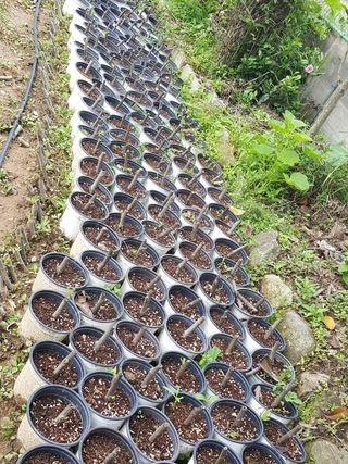 심수보님의 작성글 사진