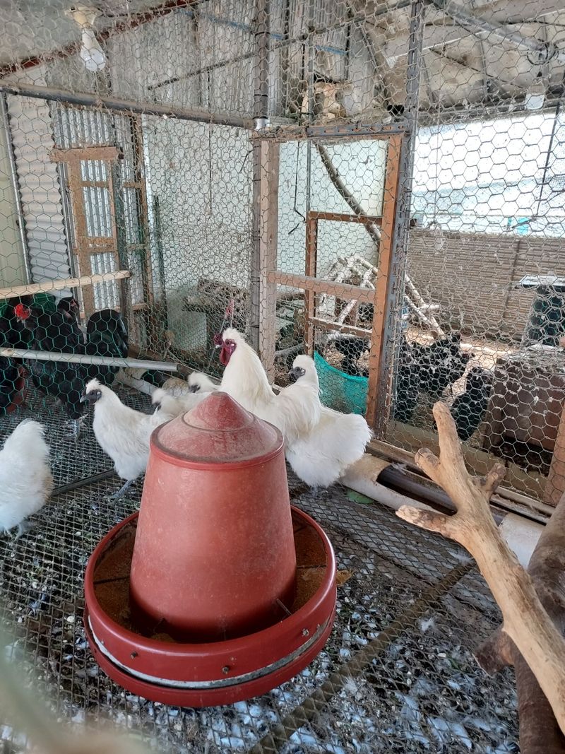 이동훈님의 장터 판매 상품 [청계 종닭 백봉 종닭] 첨부 사진