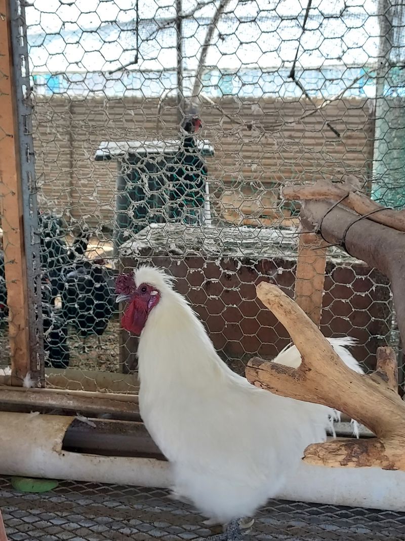 이동훈님의 장터 판매 상품 [청계 종닭 백봉 종닭] 첨부 사진