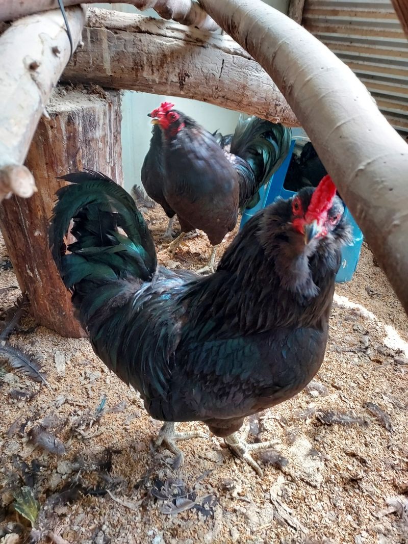 이동훈님의 장터 판매 상품 [청계 종닭 백봉 종닭] 첨부 사진