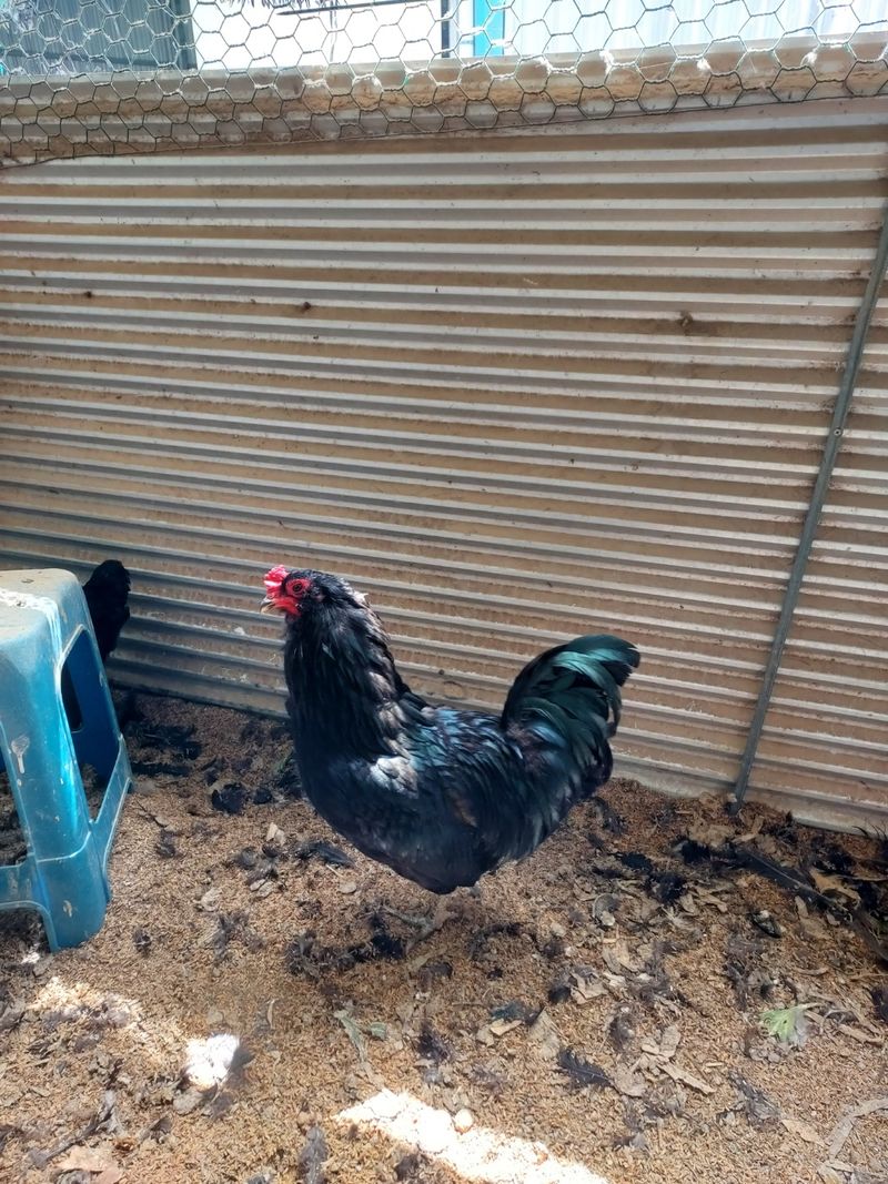 이동훈님의 장터 판매 상품 [청계 종닭 백봉 종닭] 첨부 사진