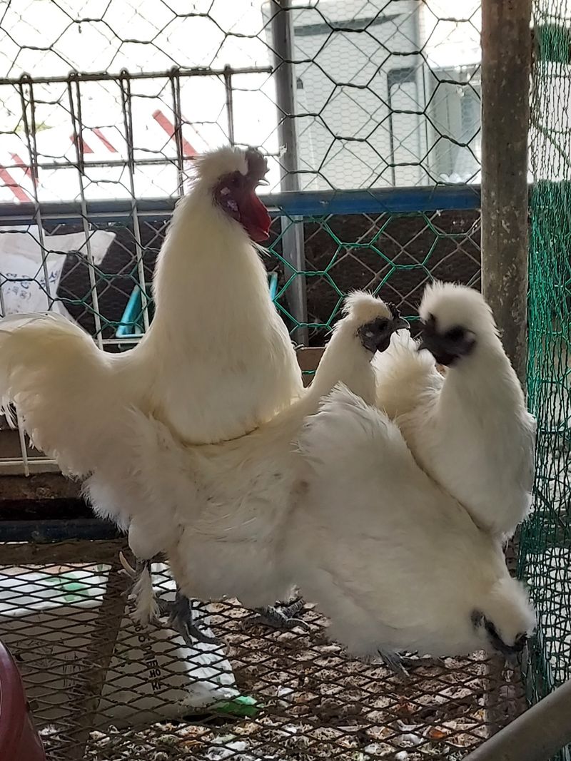 이동훈님의 장터 판매 상품 [청계 종닭 백봉 종닭] 첨부 사진