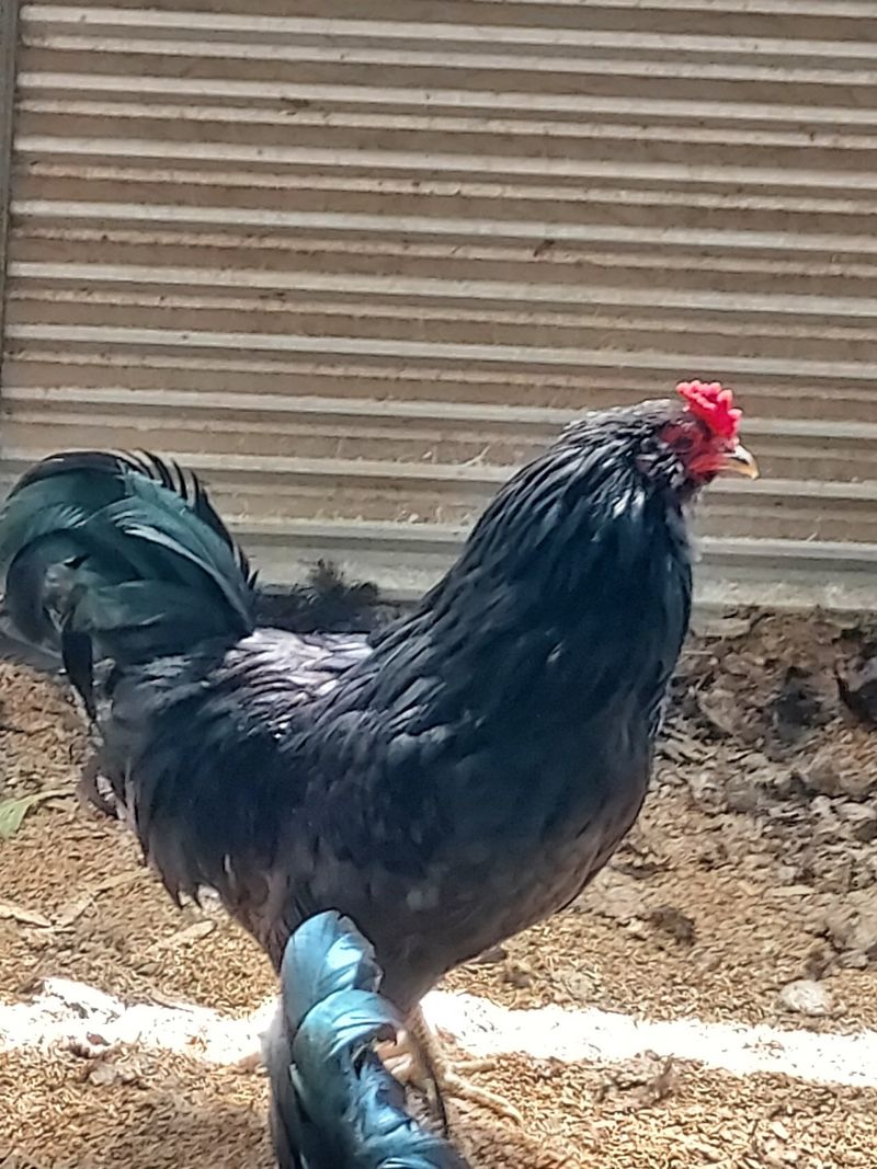 이동훈님의 장터 판매 상품 [청계 종닭 백봉 종닭] 첨부 사진