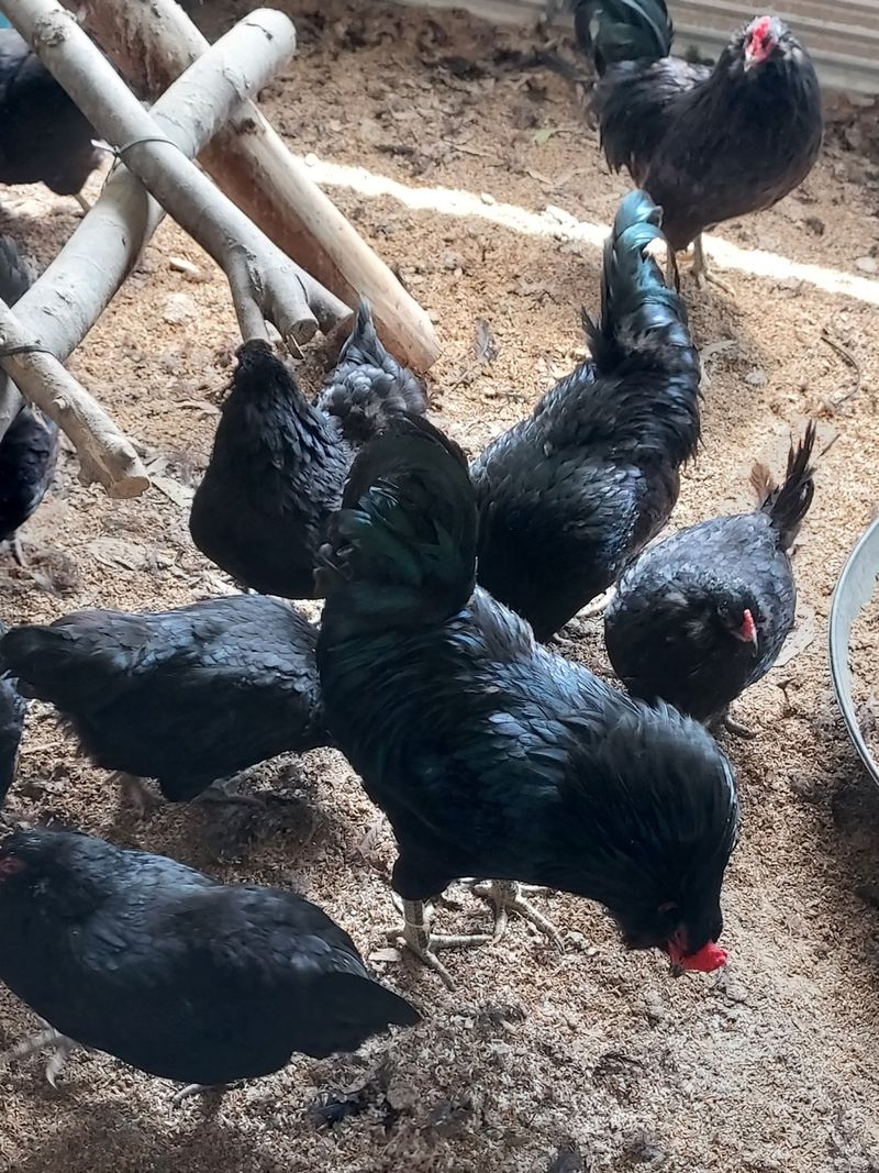 이동훈님의 장터 판매 상품 [청계 종닭 백봉 종닭] 첨부 사진