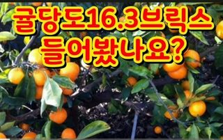 그린톡톡 오계상님의 귤·비료•농약 작성글 사진