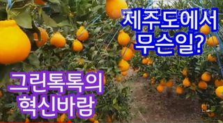 그린톡톡 오계상님의 귤 · 비료•농약 작성글 사진