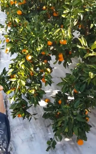 그린톡톡 오계상님의 귤 · 비료•농약 작성글 사진