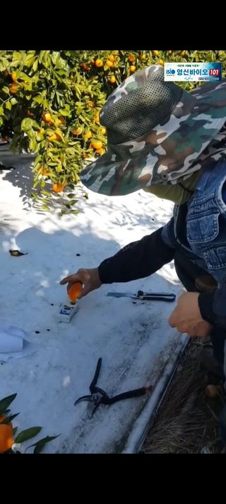 그린톡톡 오계상님의 귤 · 비료•농약 작성글 사진