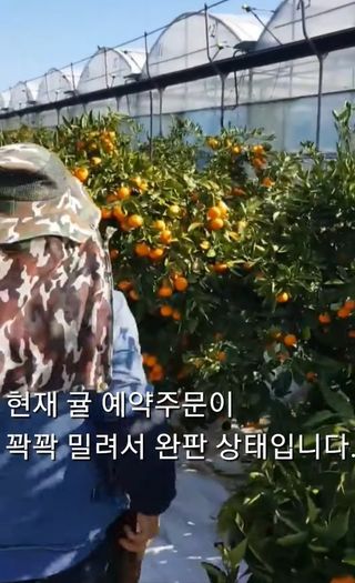 그린톡톡 오계상님의 귤 · 비료•농약 작성글 사진
