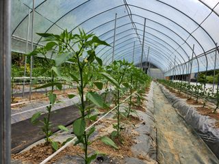 약초를사랑한짱아줌마님의 자유주제 · 자유게시판 작성글 사진