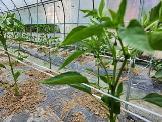 약초를사랑한짱아줌마님의 자유주제 · 자유게시판 작성글 사진