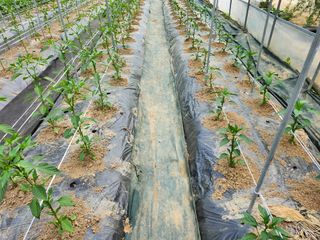 약초를사랑한짱아줌마님의 자유주제 · 자유게시판 작성글 사진