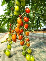 팜모닝 자유주제·자유게시판 게시글 이미지