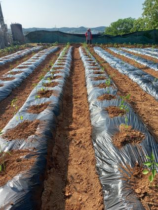 당진수농원박선이님의 자유주제 · 자유게시판 작성글 사진