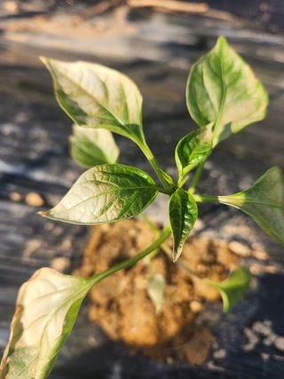 이덕수님의 고추 · 비료•농약 작성글 사진