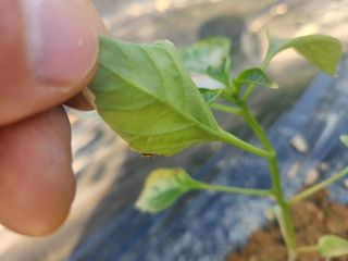 이덕수님의 고추 · 비료•농약 작성글 사진