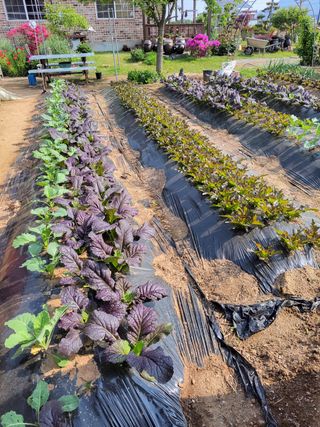 김종옥님의 기타작물 · 자유게시판 작성글 사진