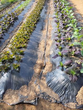 김종옥님의 기타작물 · 자유게시판 작성글 사진