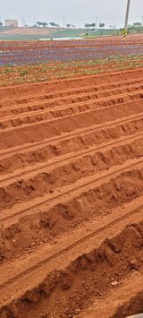 팜모닝 고구마·자유게시판 게시글 이미지