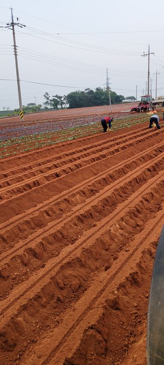 무안선유농원님의 고구마 · 자유게시판 작성글 사진