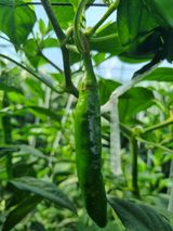 팜모닝 고추·병해충상담 게시글 이미지