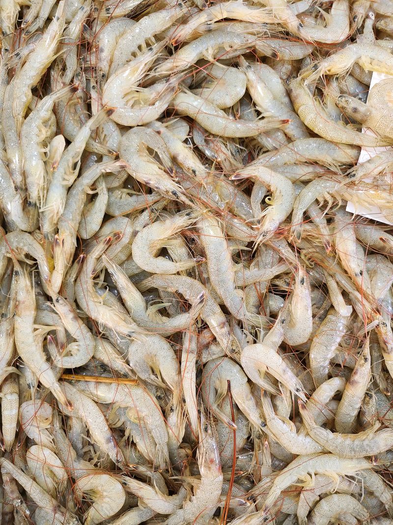 매일굴비센타 님의 장터 판매 상품 [중하새우 판매합니다 1키로에 7.000원] 첨부 사진