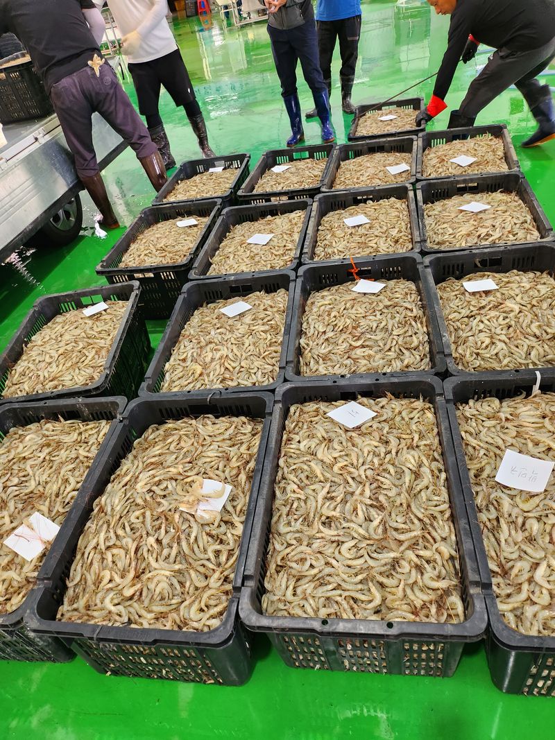 매일굴비센타 님의 장터 판매 상품 [중하새우 판매합니다 1키로에 7.000원] 첨부 사진