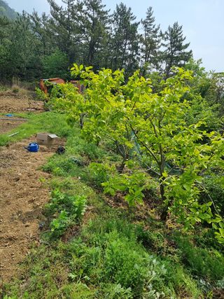 이대팔님의 감 · 병해충상담 작성글 사진