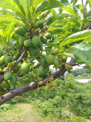 심무재 님의 자두 · 병해충상담 작성글 사진