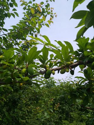 심무재 님의 자두 · 병해충상담 작성글 사진