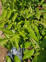 팜모닝 감자·병해충상담 게시글 이미지