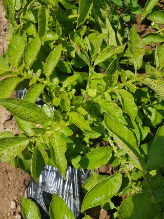 김명규님의 감자 · 병해충상담 작성글 사진