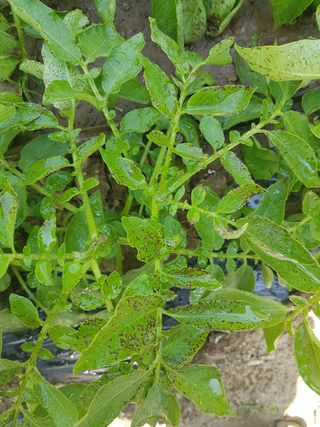 김명규님의 감자 · 병해충상담 작성글 사진