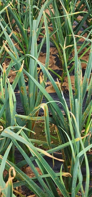 산국화님의 마늘 · 병해충상담 작성글 사진