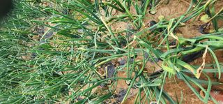 산국화님의 마늘 · 병해충상담 작성글 사진