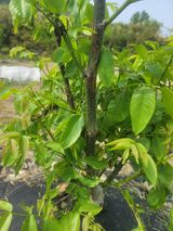 팜모닝 기타작물·병해충상담 게시글 이미지